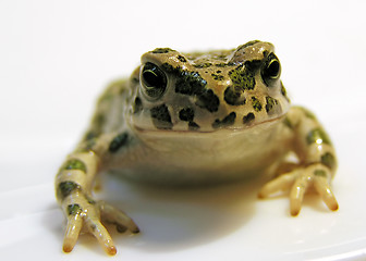 Image showing toad