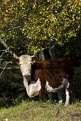 Image showing cow