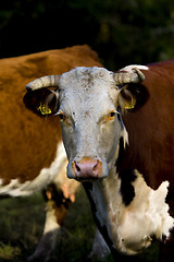 Image showing Cows head