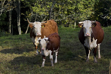 Image showing cows