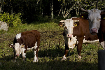 Image showing Cows