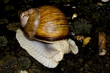 Image showing edible snail