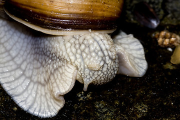 Image showing edible snail