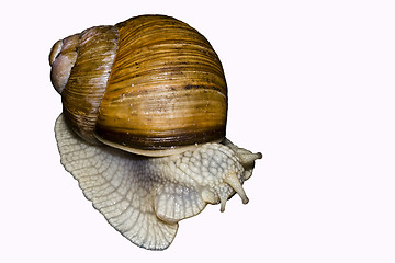 Image showing Edible snail