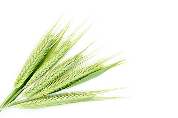 Image showing green wheat