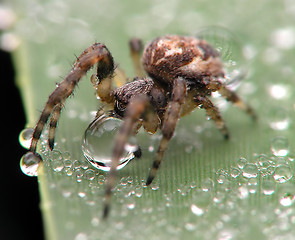 Image showing spider