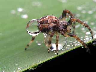 Image showing Spider