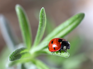 Image showing seven-spot ladybird