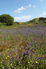 Image showing Field of flowers vertical