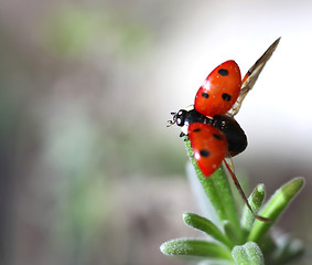 Image showing Ladybird Coccinella septempunctata taking off