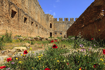 Image showing Poppies in castle ruins