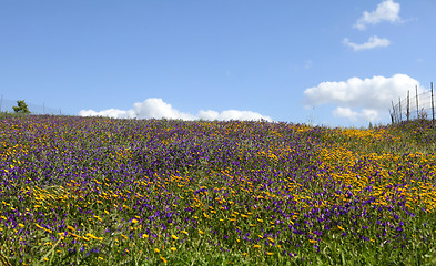 Image showing Field of flowers