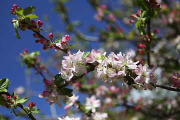 Image showing Greek apple tree in blossom