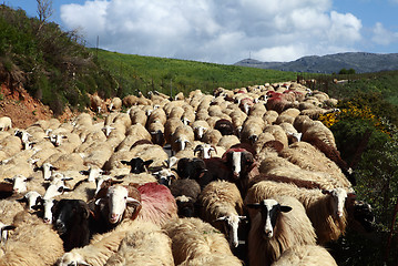 Image showing Sheep on the move