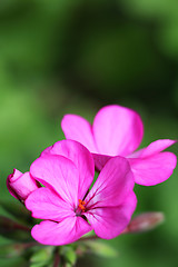 Image showing Geranium Pelargonium x hortorum