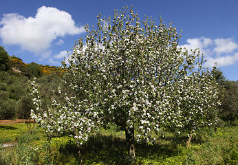 Image showing Greek cherry tree in Crete