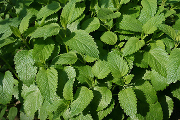 Image showing Lemon Balm