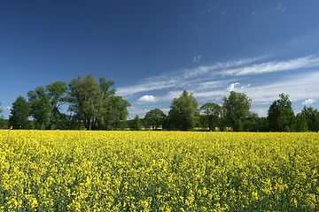 Image showing Rapeseed field