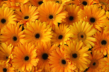 Image showing Yellow flowers background