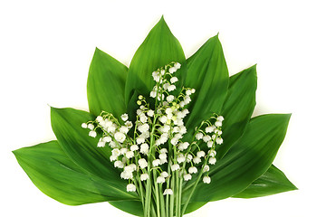 Image showing White lilies