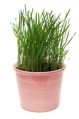 Image showing Ceramic pot with green herb