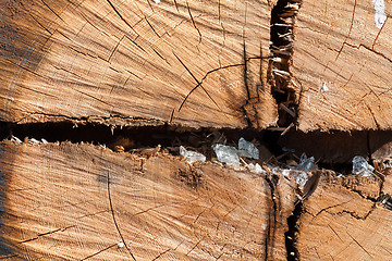 Image showing Wooden old stump