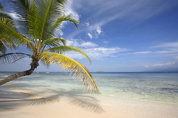Image showing Paradise Beach with Coconut Palm