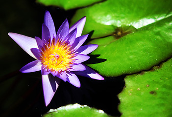 Image showing Waterlily