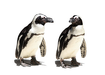 Image showing Penguin couple