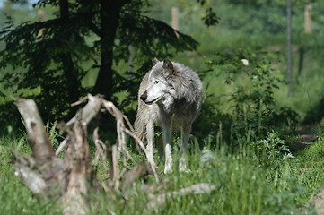 Image showing Alert Wolf