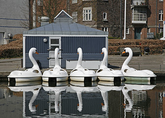 Image showing Swans 