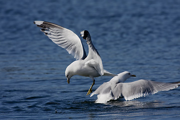 Image showing seagulls