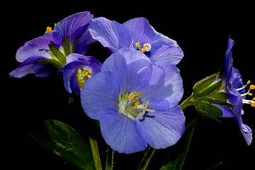 Image showing blue flower