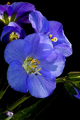 Image showing Blue flower