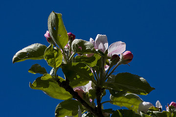 Image showing appleblossom