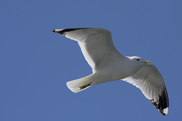 Image showing seagull in flight