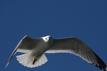 Image showing seagull in flight