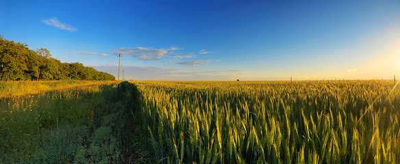 Image showing Field on sunset panorama