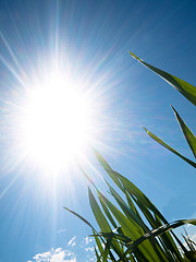 Image showing Young wheat field at spring