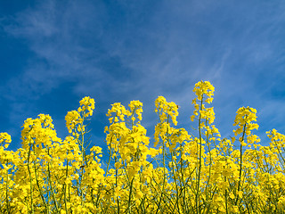 Image showing Rapeseed field