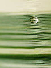 Image showing Rain drop