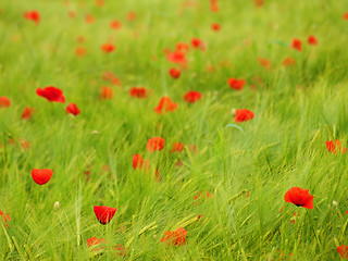 Image showing Fresh young barley field