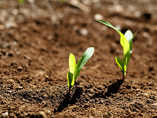 Image showing Young corn crops stalk