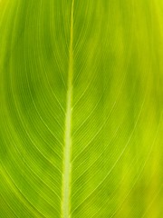 Image showing Green leaf