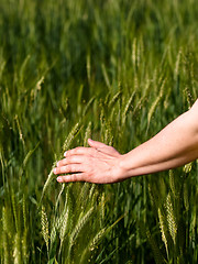 Image showing Woman hand in barley field