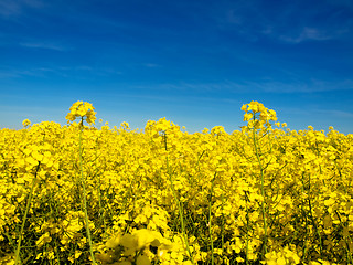 Image showing Rapeseed field