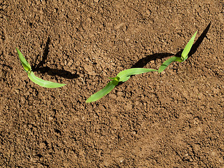 Image showing Young corn crops stalk