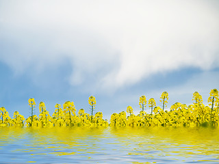 Image showing Rape field and water