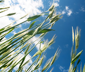 Image showing Green barley field