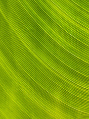 Image showing Green leaf